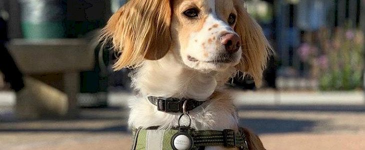 ElevationLabs announces TagVault: Pet AirTag holder for pet collars